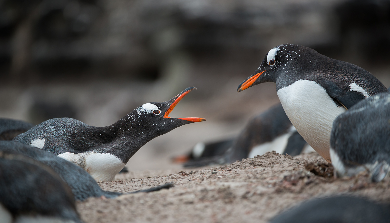 Gentoo Penguins, Saunders Island, Falkland Islands