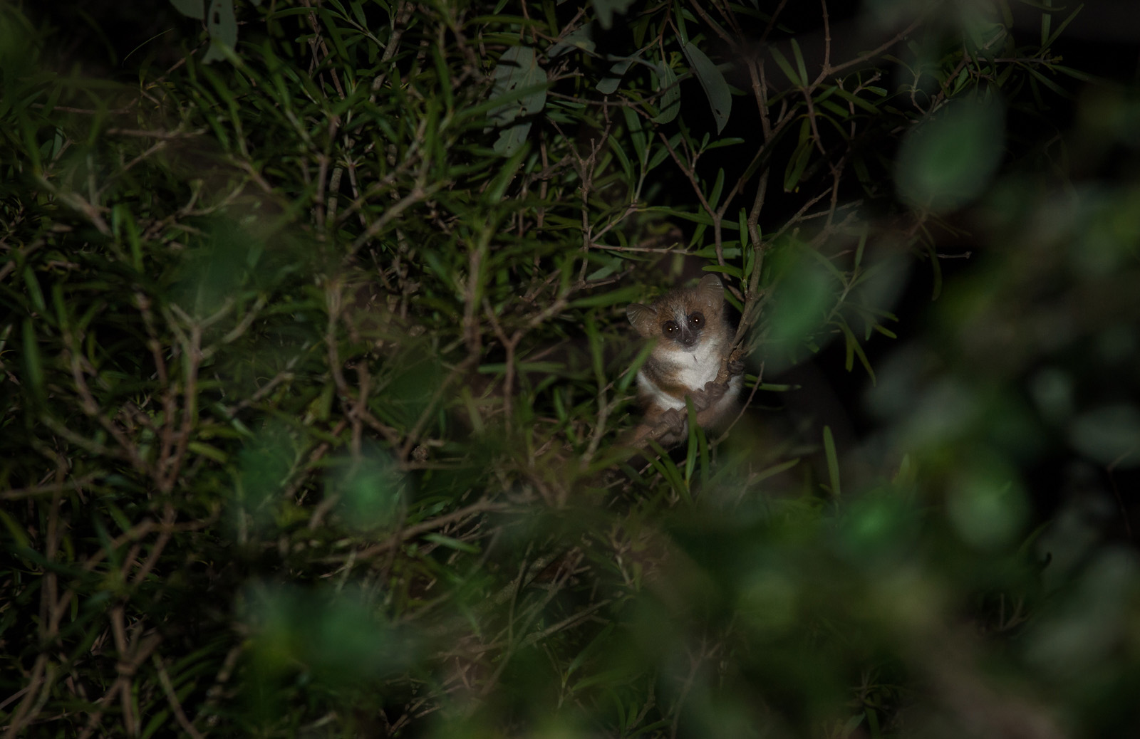 Grey Mouse Lemur, Madagascar