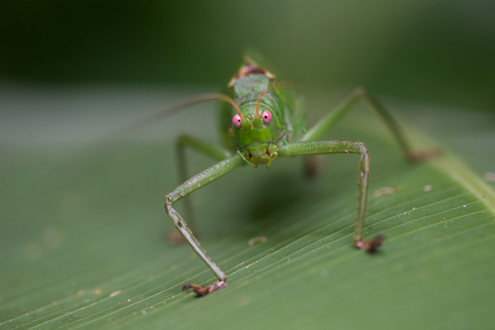 Giant Katydid, Corcovado National Park, Costa Rica