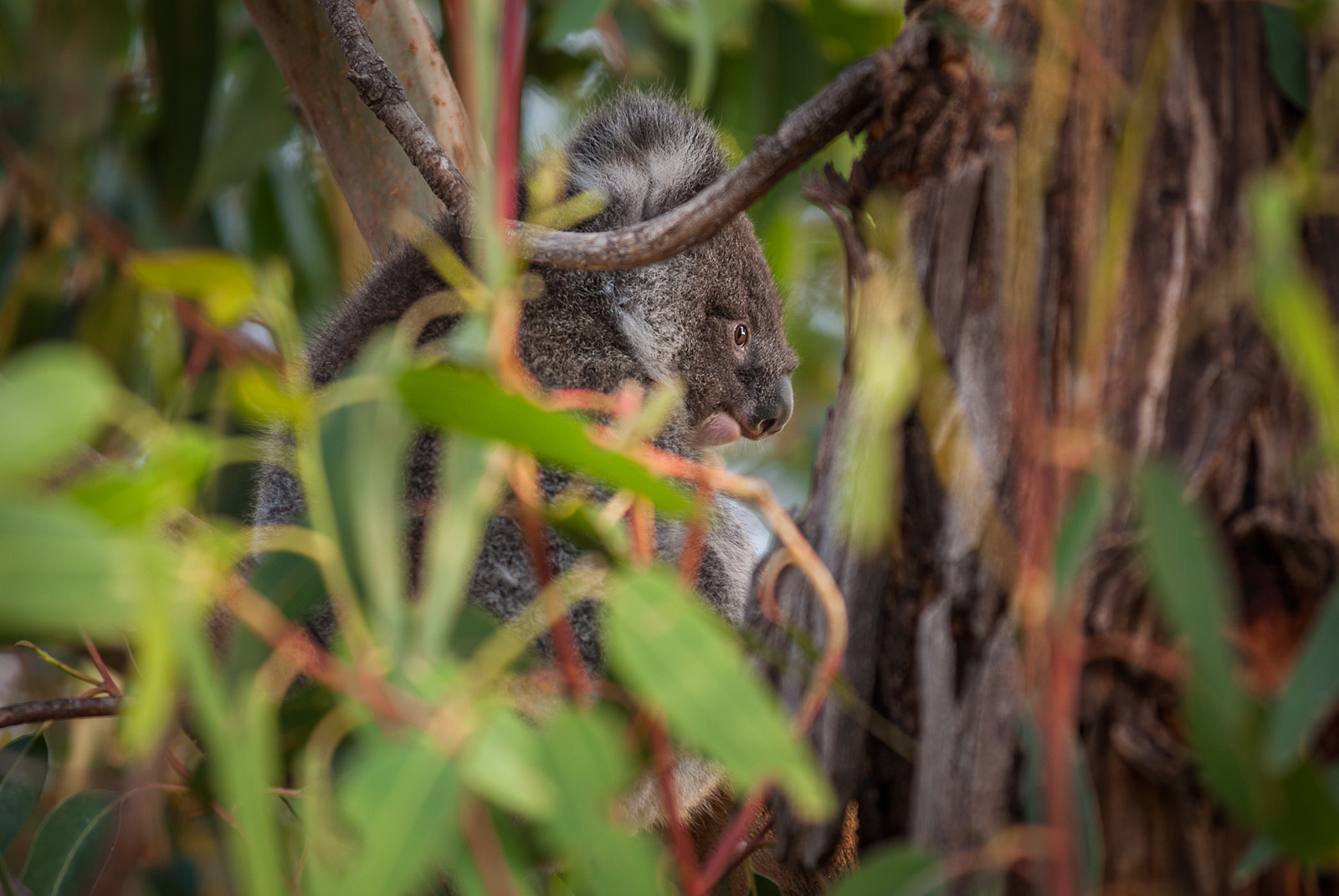 Koala, Kangaroo Island, South Australia