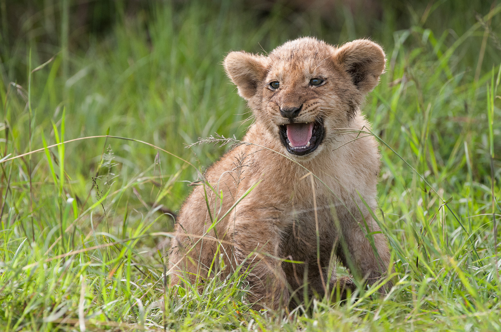 Lion Cub, Olare Orok Conservancy, Masai Mara, Kenya