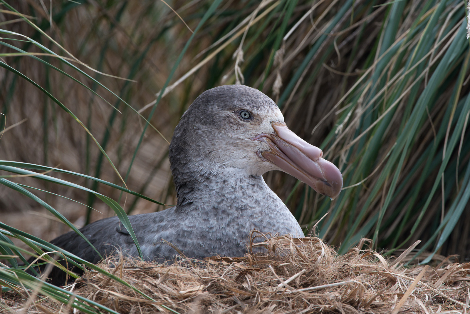 Southern Petrel, Carcass Island, Falkland Islands