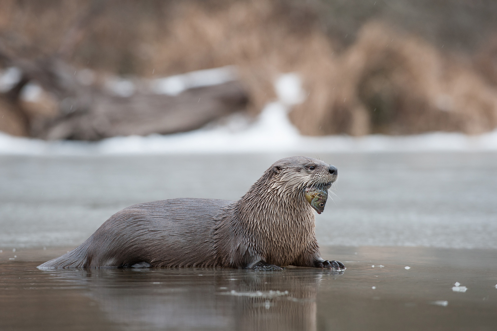 River Otter and Fish, Muscatatuck National Wildlife Refuge, Indiana