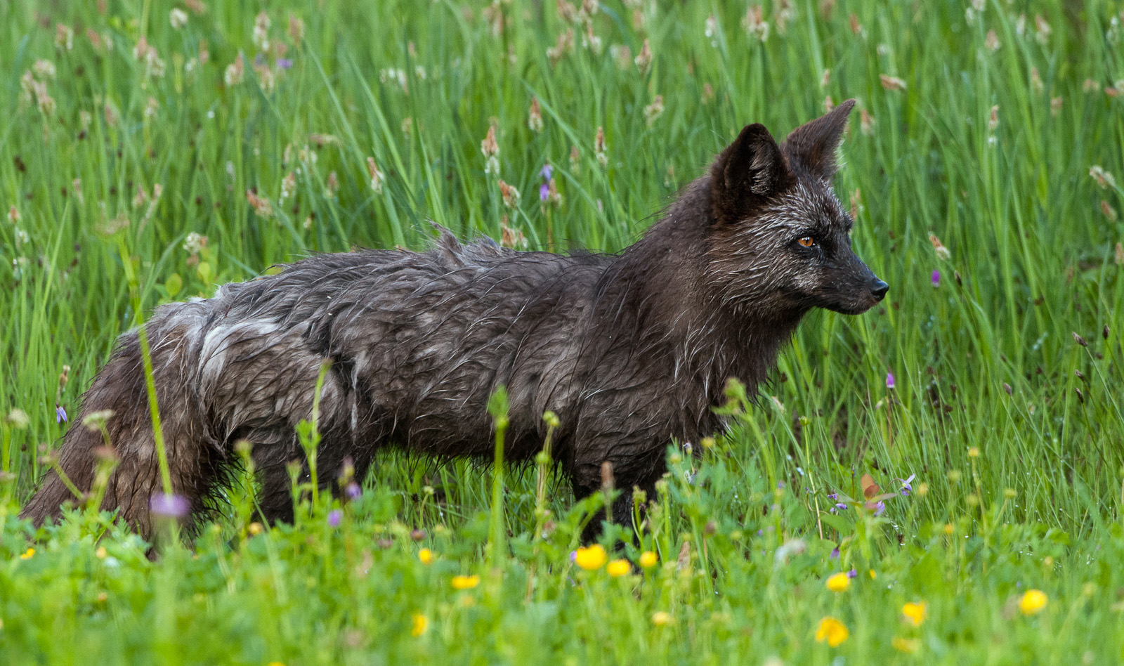 Silver Fox, Mount Rainier, Washington