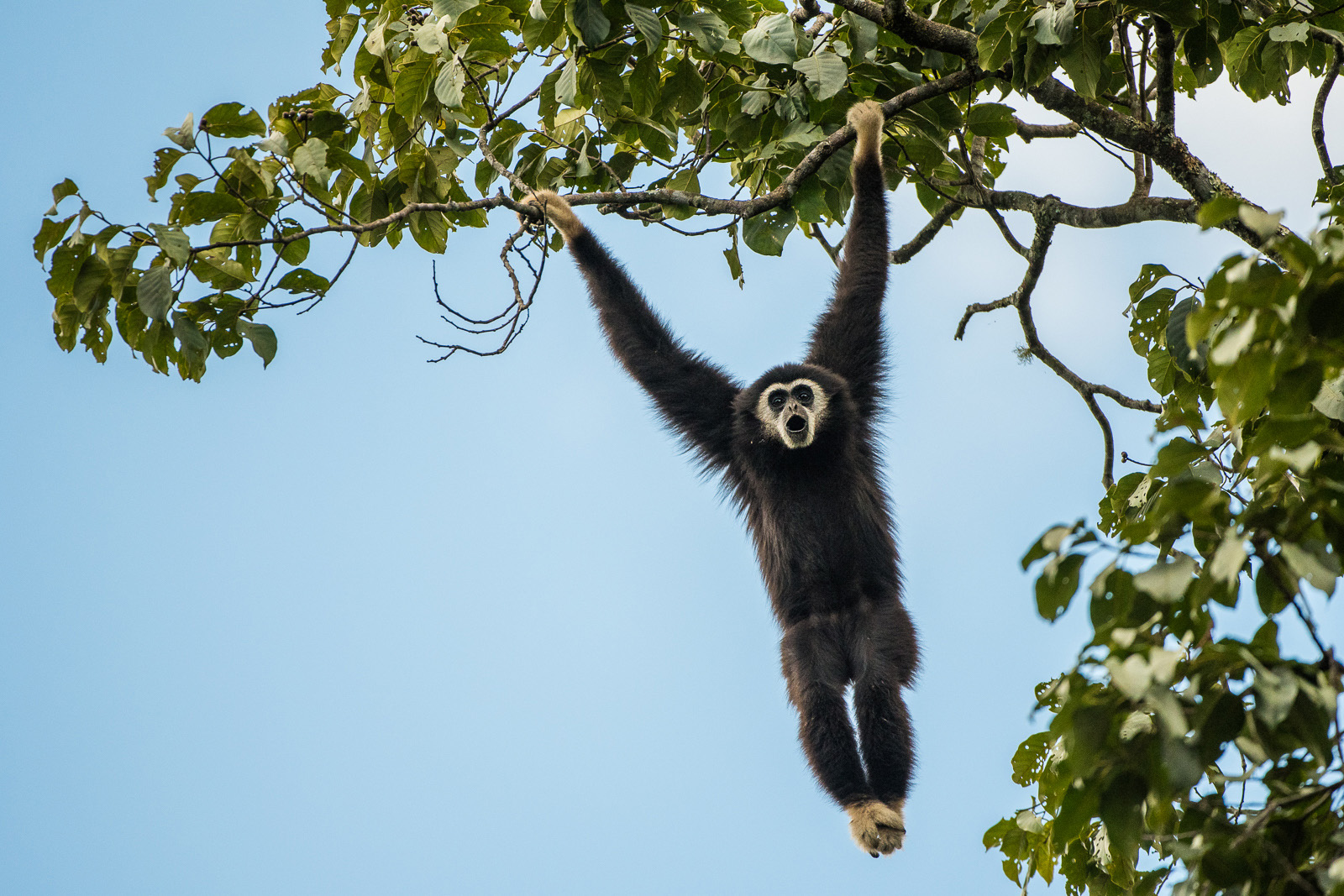 White-Handed Gibbon, Kaeng Krachan National Park, Thailand