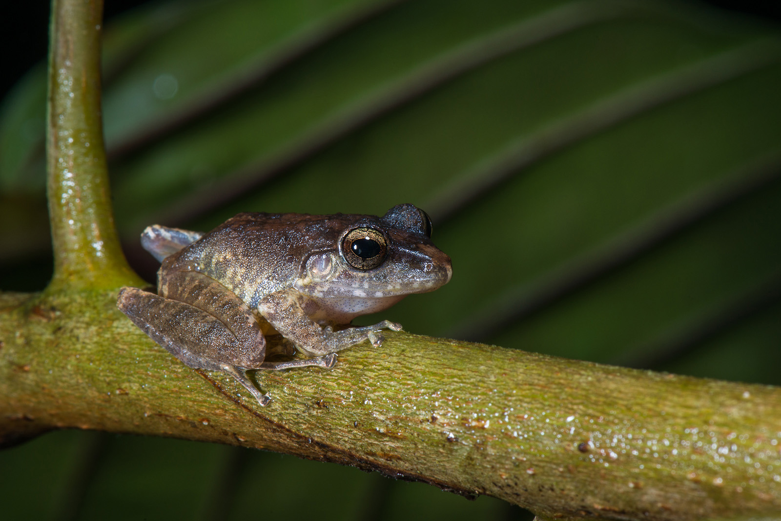 Fitzingers Rain Frog, El Valle, Panama