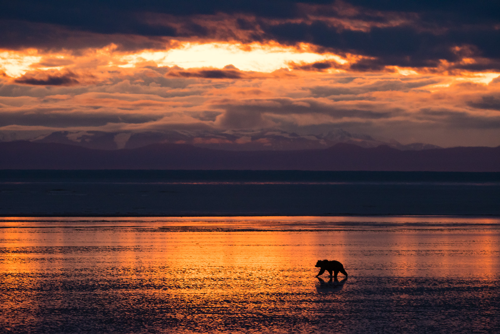 Coastal Brown Bear at Sunrise, Lake Clark National Park, Alaska