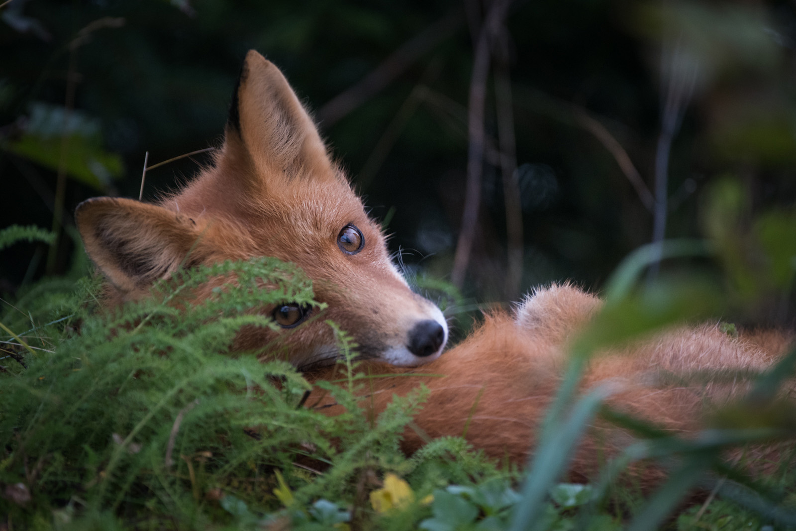 Red Fox, Lake Clark National Park, Alaska