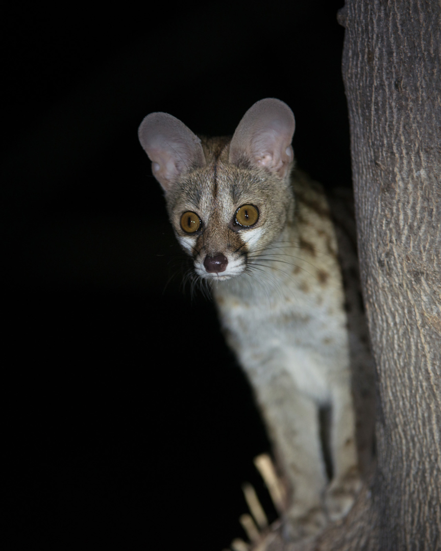 Genet, Linyanti Concession, Botswana