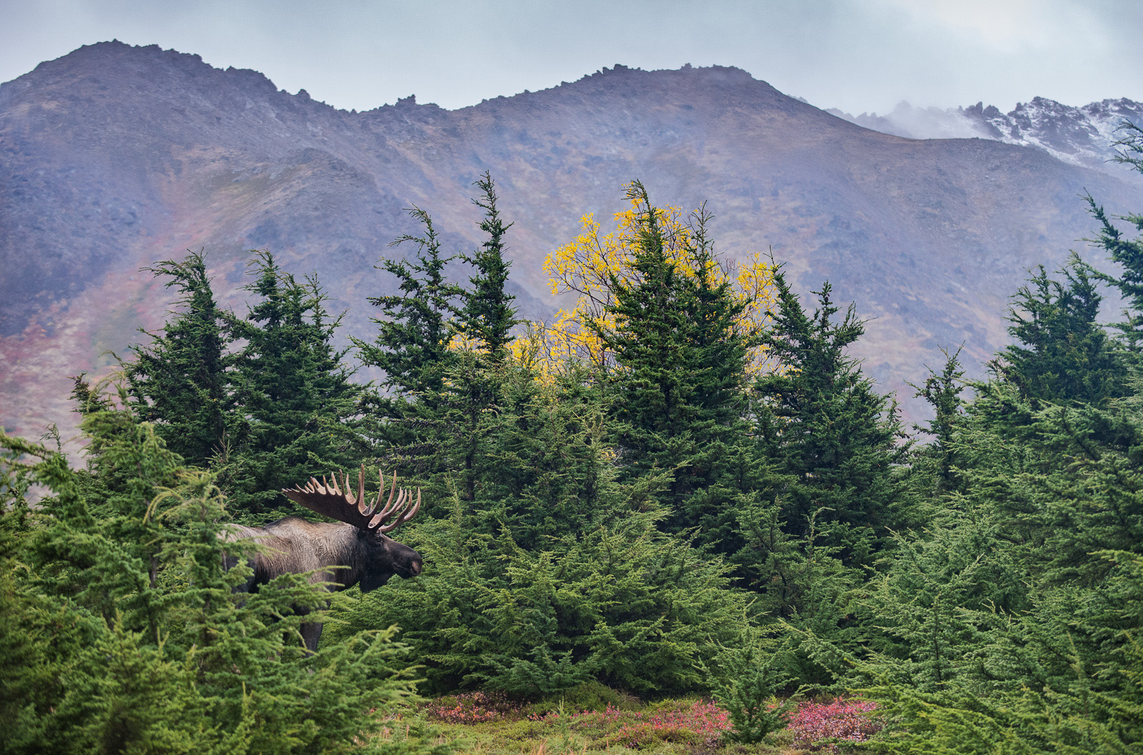 Bull Moose, Chugach State Park, Alaska