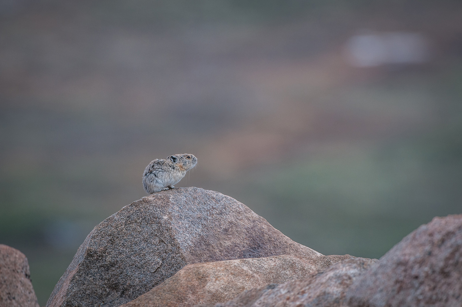 Pika, Mount Evans, Colorado