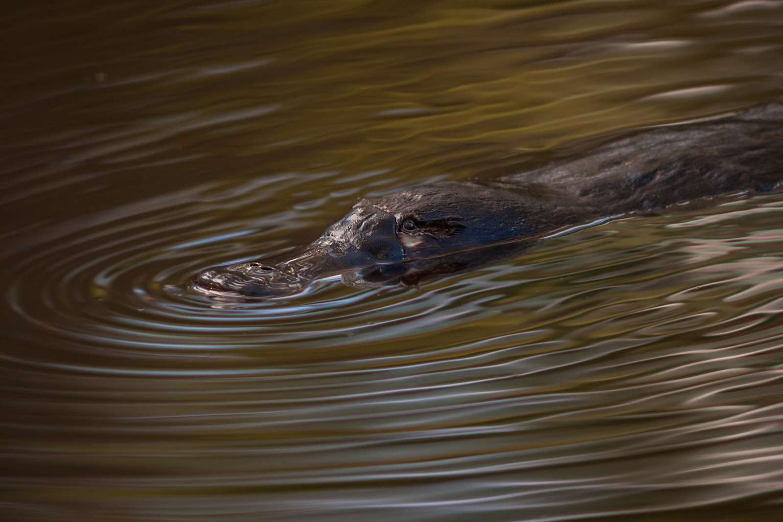 Platypus, Flinders Ranges National Park, Kangaroo Island, South Australia
