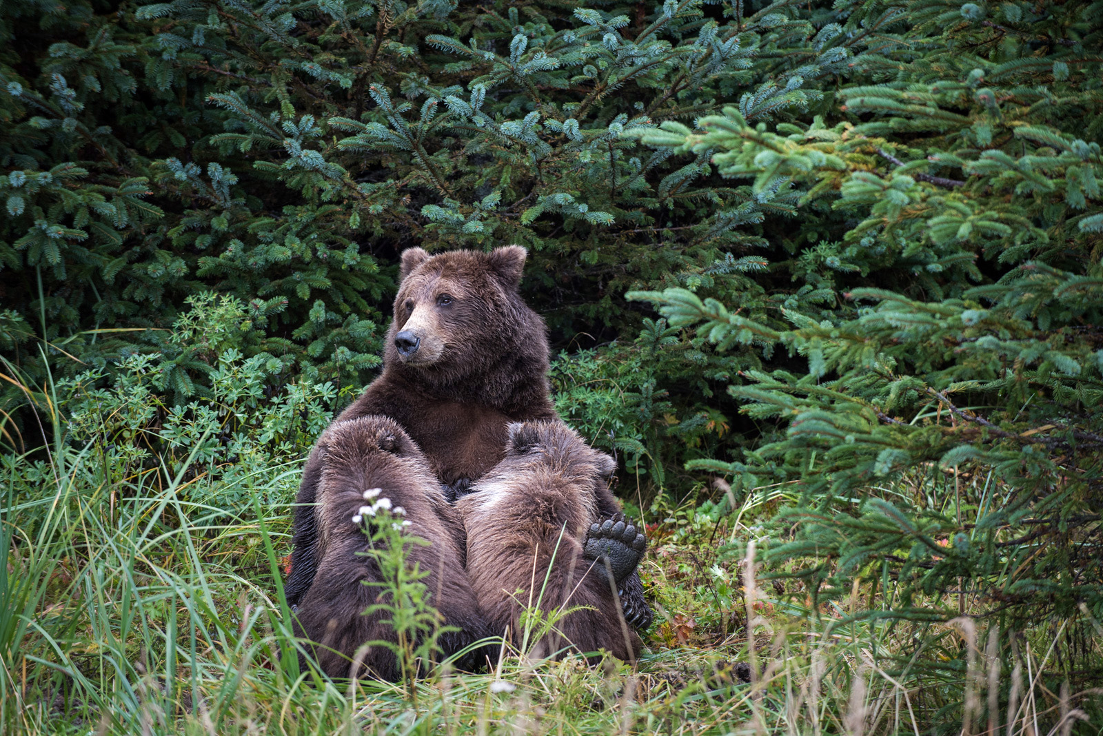 Nursing Mama Bear with Two Cubs, Lake Clark National Park, Alaska