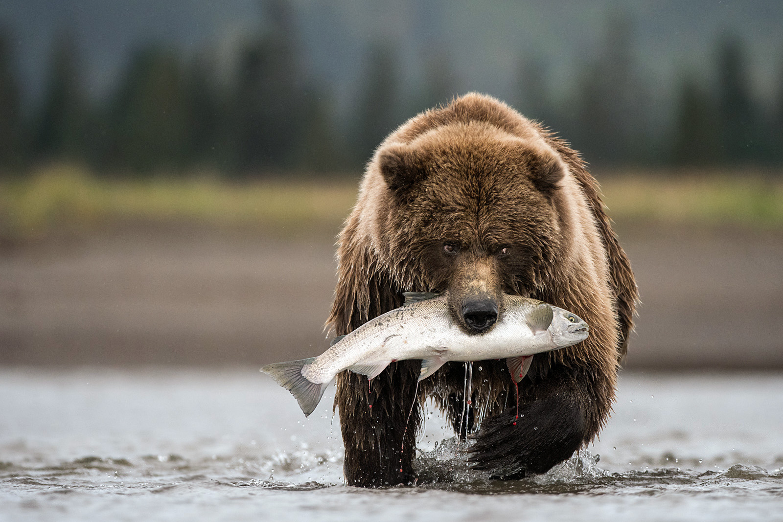 Brown Bear with Coho Salmon, Lake Clark National Park, Alaska