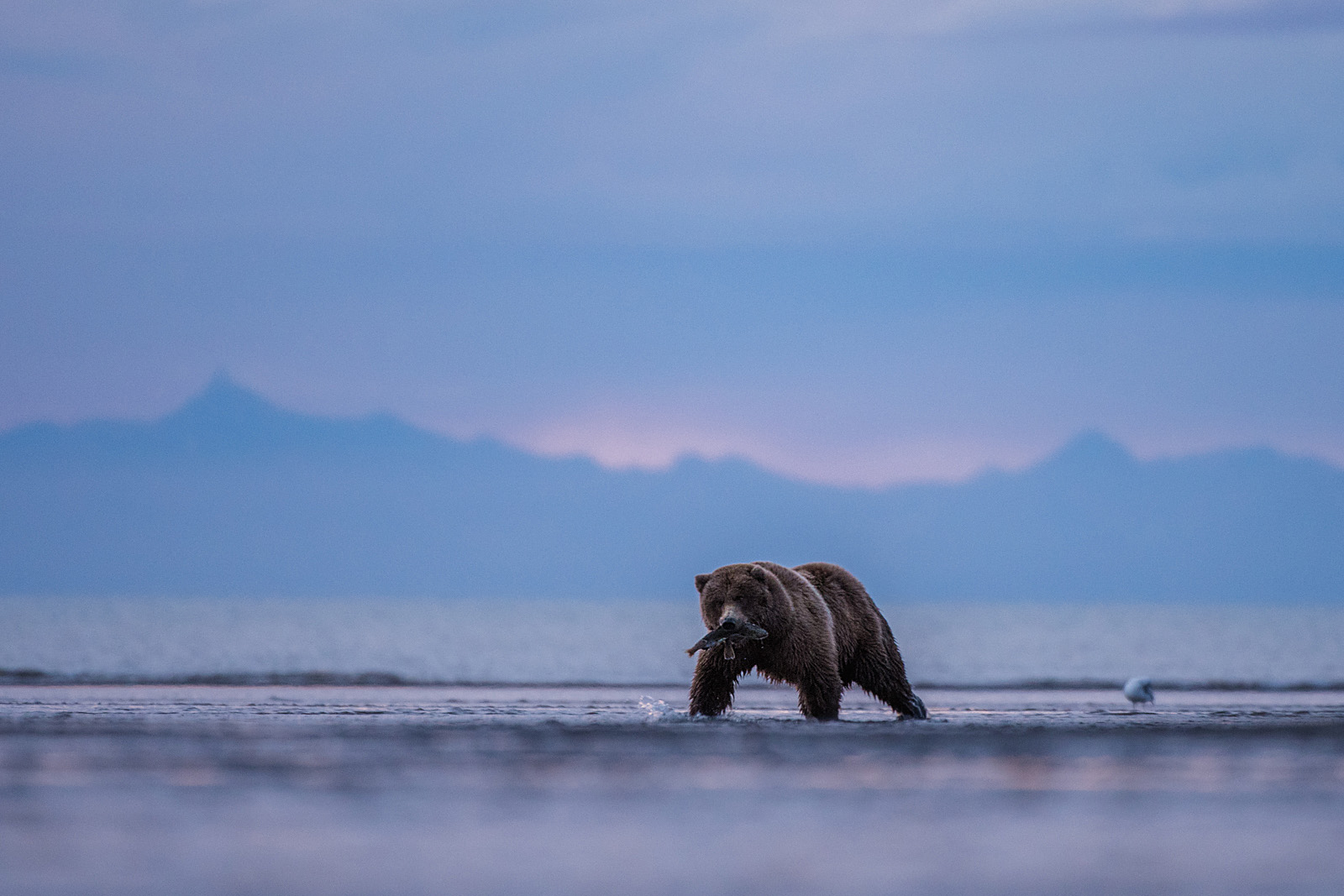 Coastal Brown Bear, Lake Clark National Park, Alaska