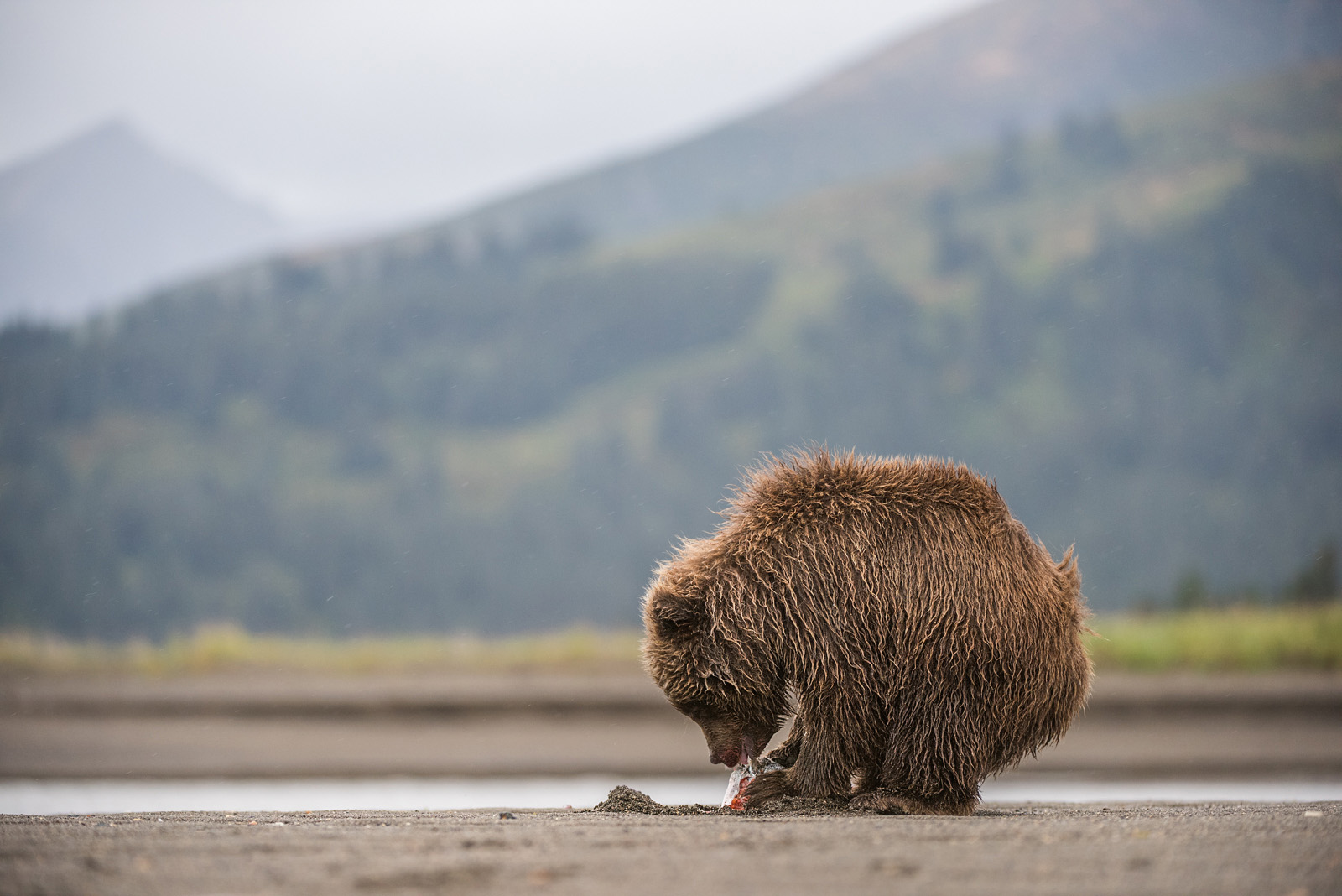 Brown Bear Cub with Fish, Lake Clark National Park, Alaska