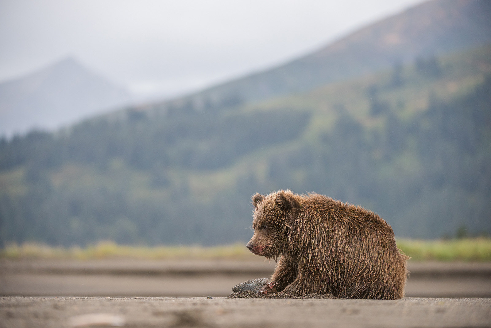 Brown Bear Cub with Fish, Lake Clark National Park, Alaska
