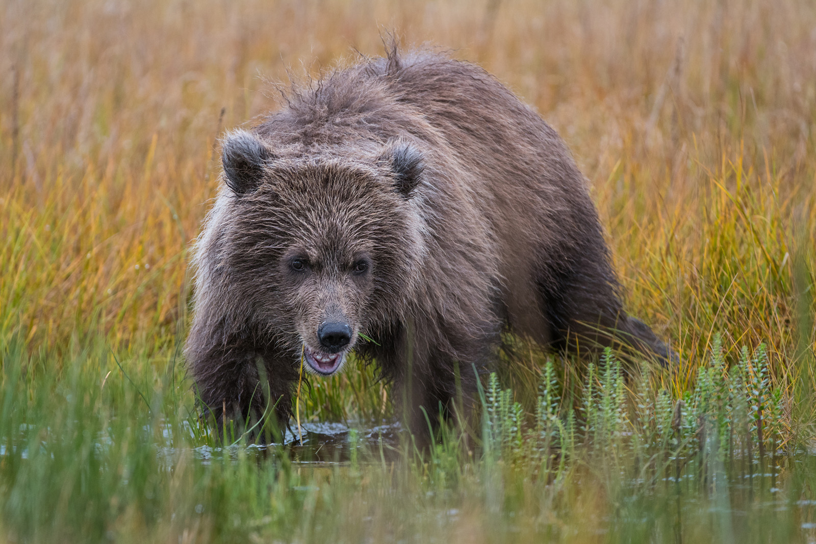Brown Bear Cub, Lake Clark National Park, Alaska