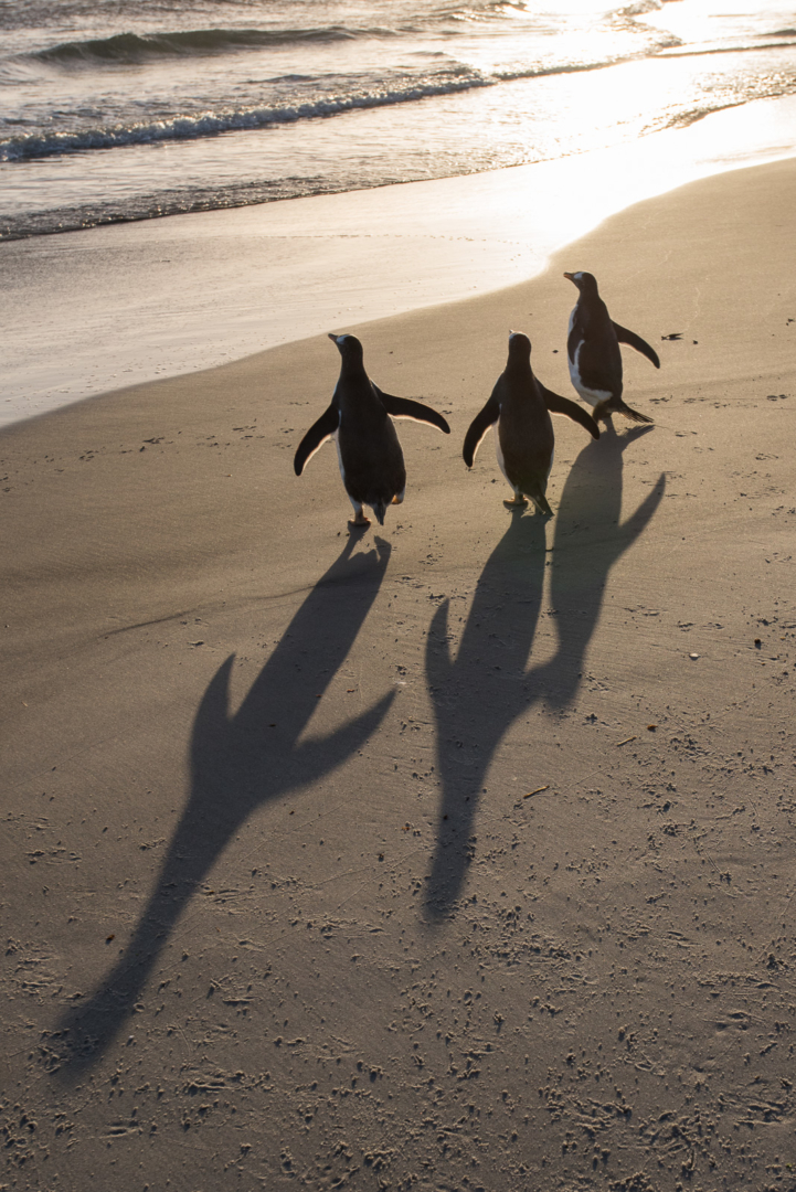 Gentoo Penguins, Sea Lion Island, Falkland Islands