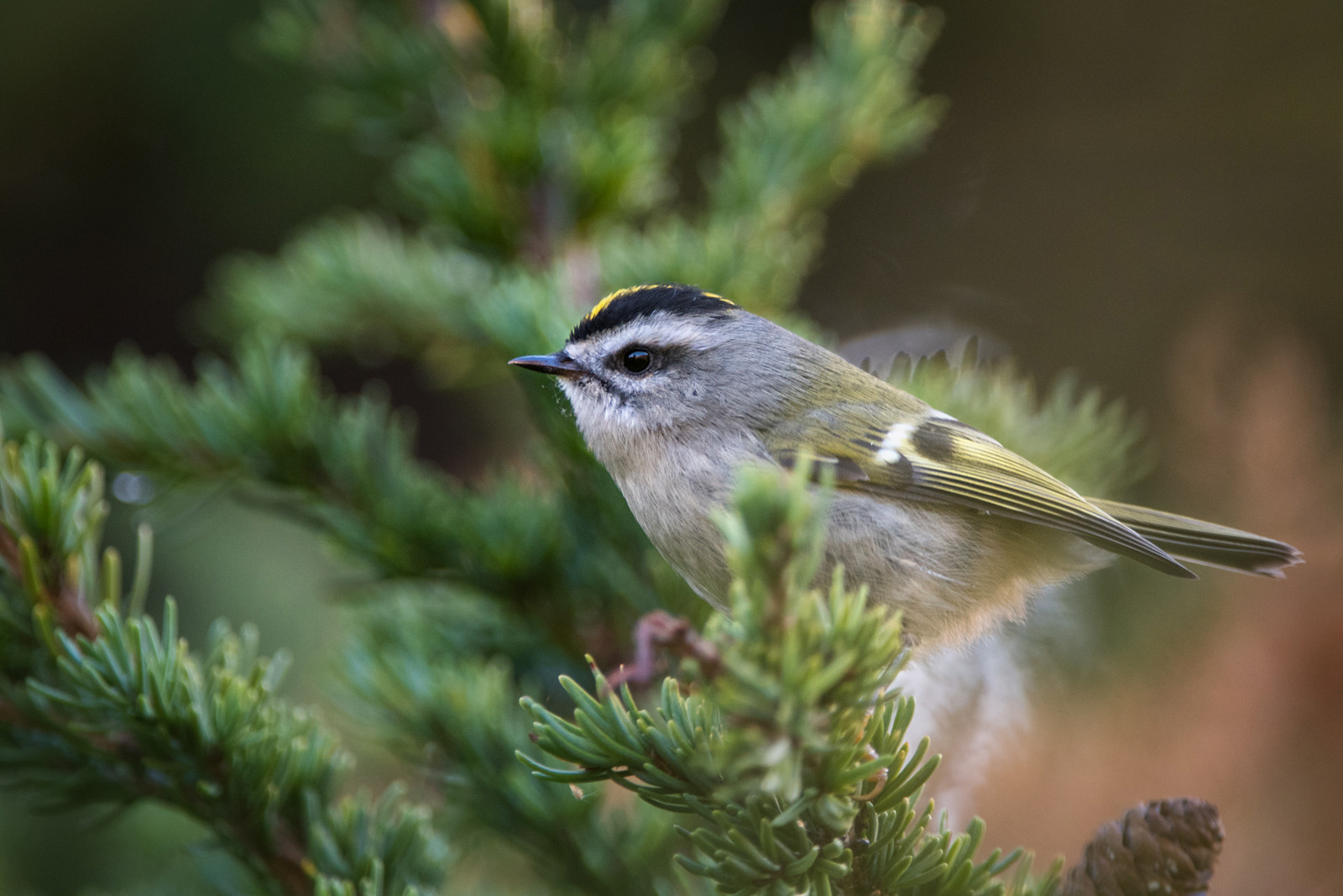 Golden Crowned Kinglet, Chugach State Park, Alaska