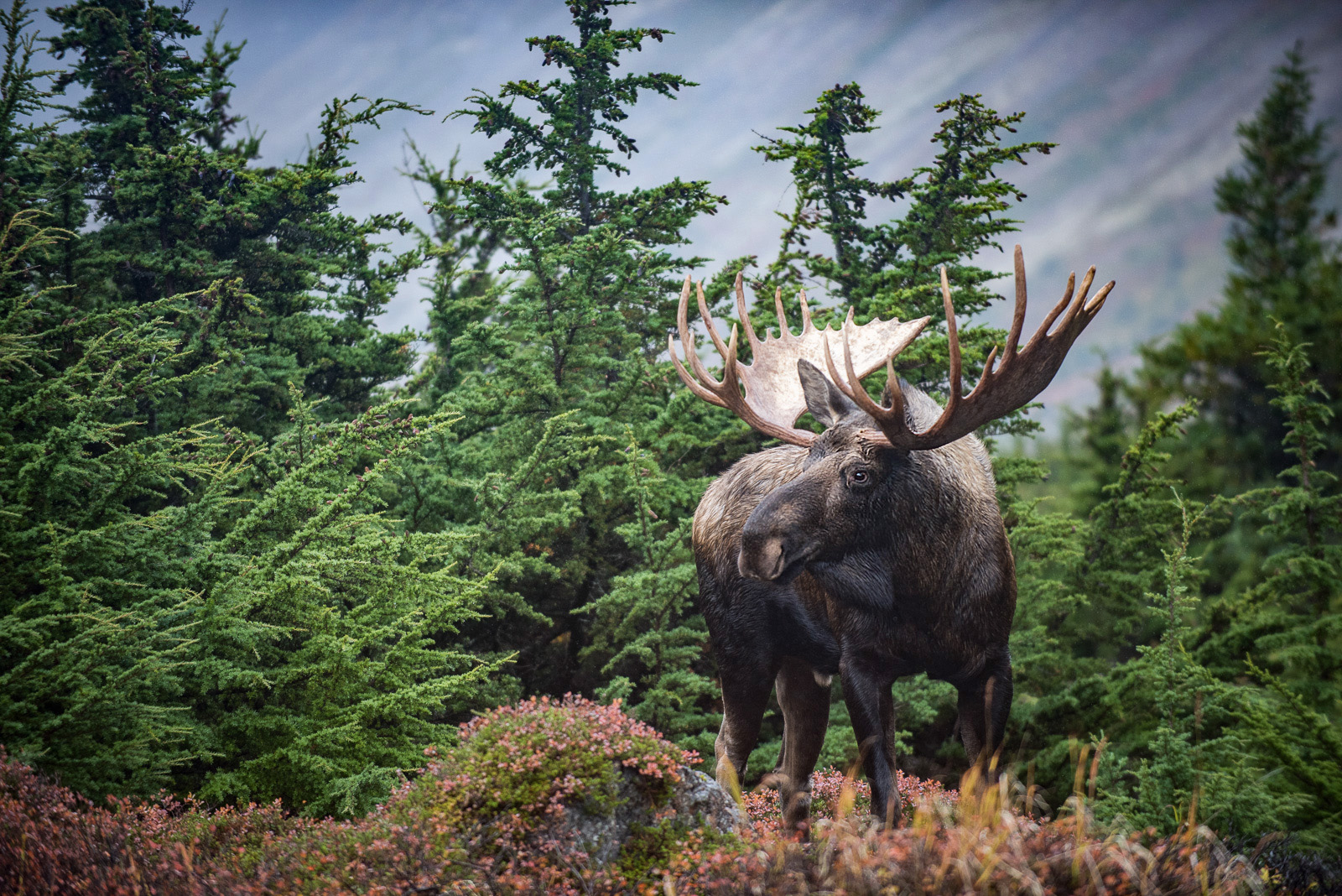 Moose, Church State Park, Anchorage, Alaska