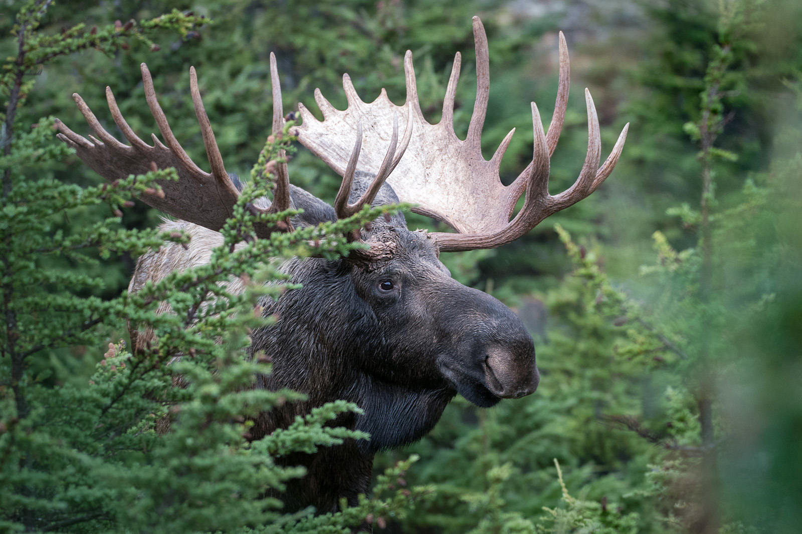 Bull Moose, Church State Park, Alaska