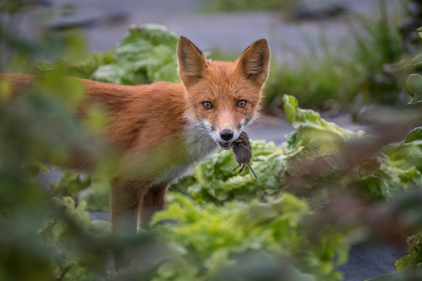 Red Fox, Lake Clark National Park, Alaska
