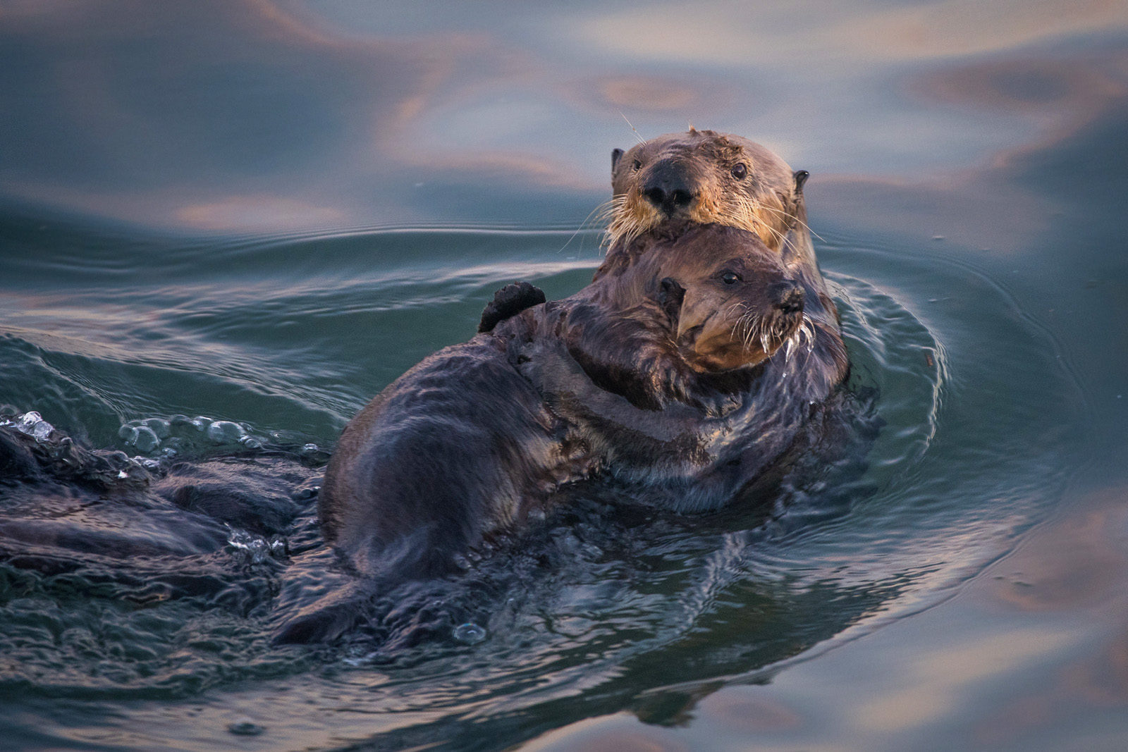 Sea Otter Mom and Pup, Morro Bay, California