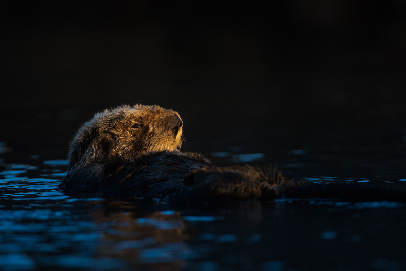 Sea Otter, Morro Bay, California