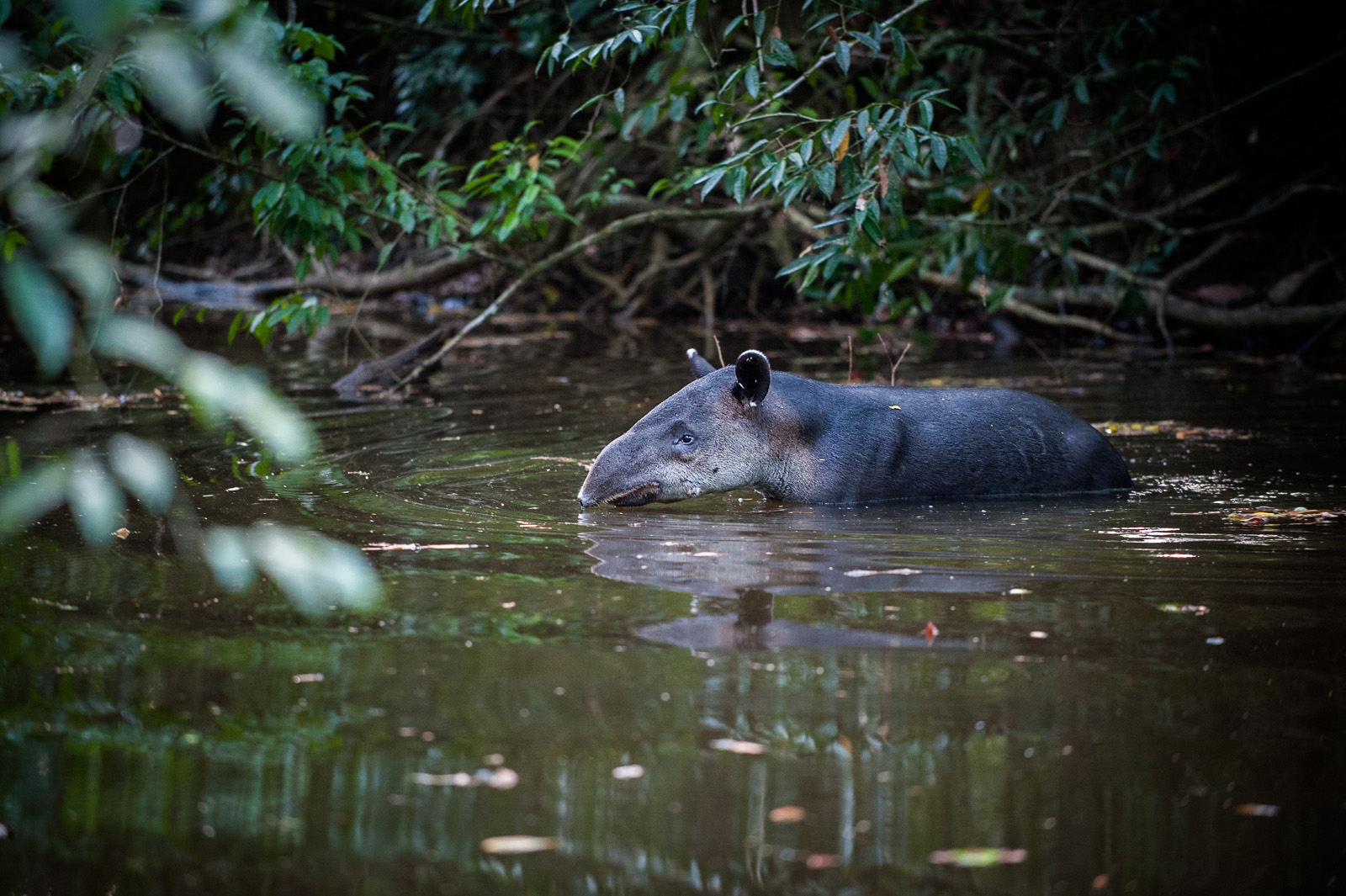 Baird's Tapir, Corcovado National Park, Costa Rica