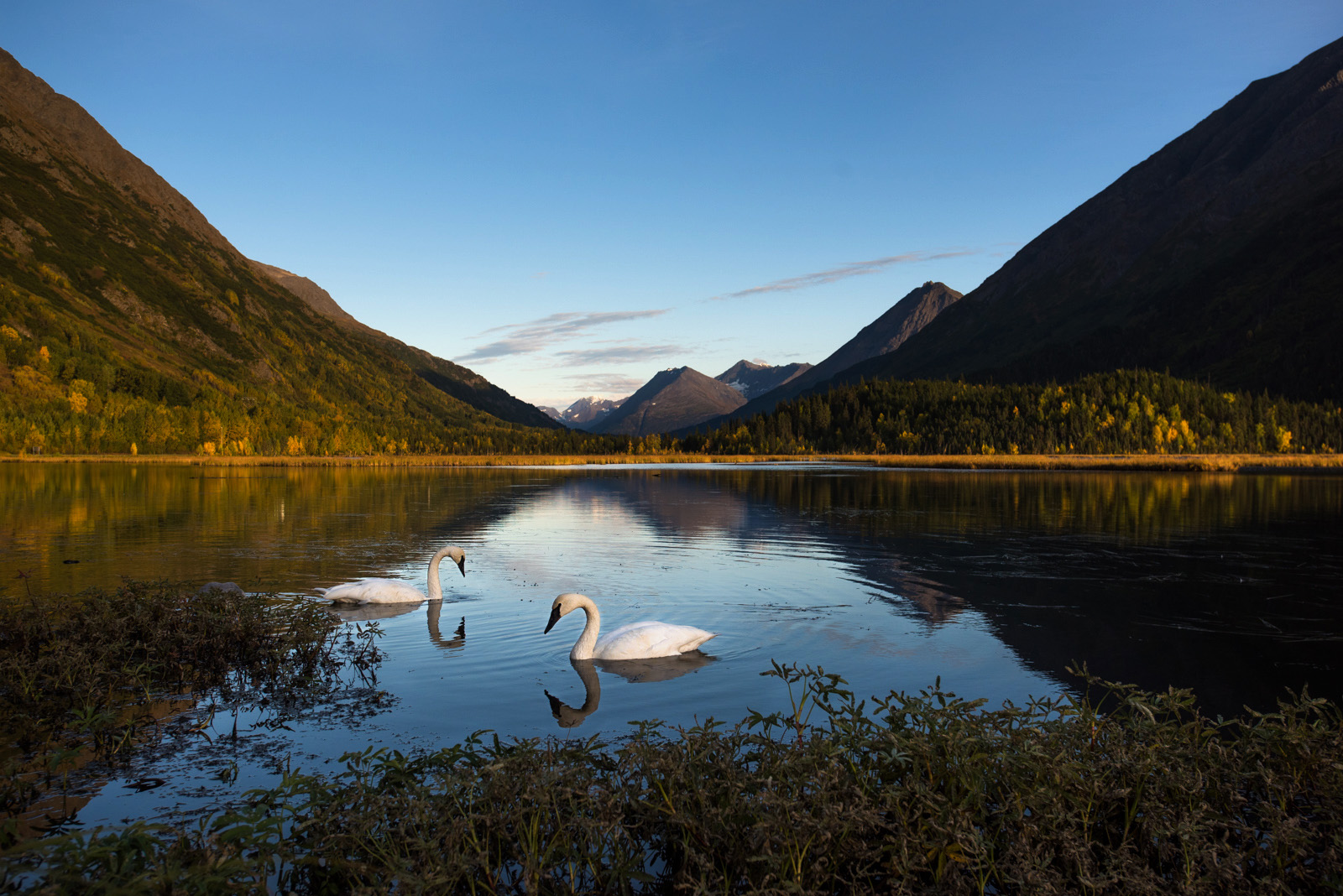 Trumpeter Swans, Tern Lake, Kenai Peninsula, Alaska