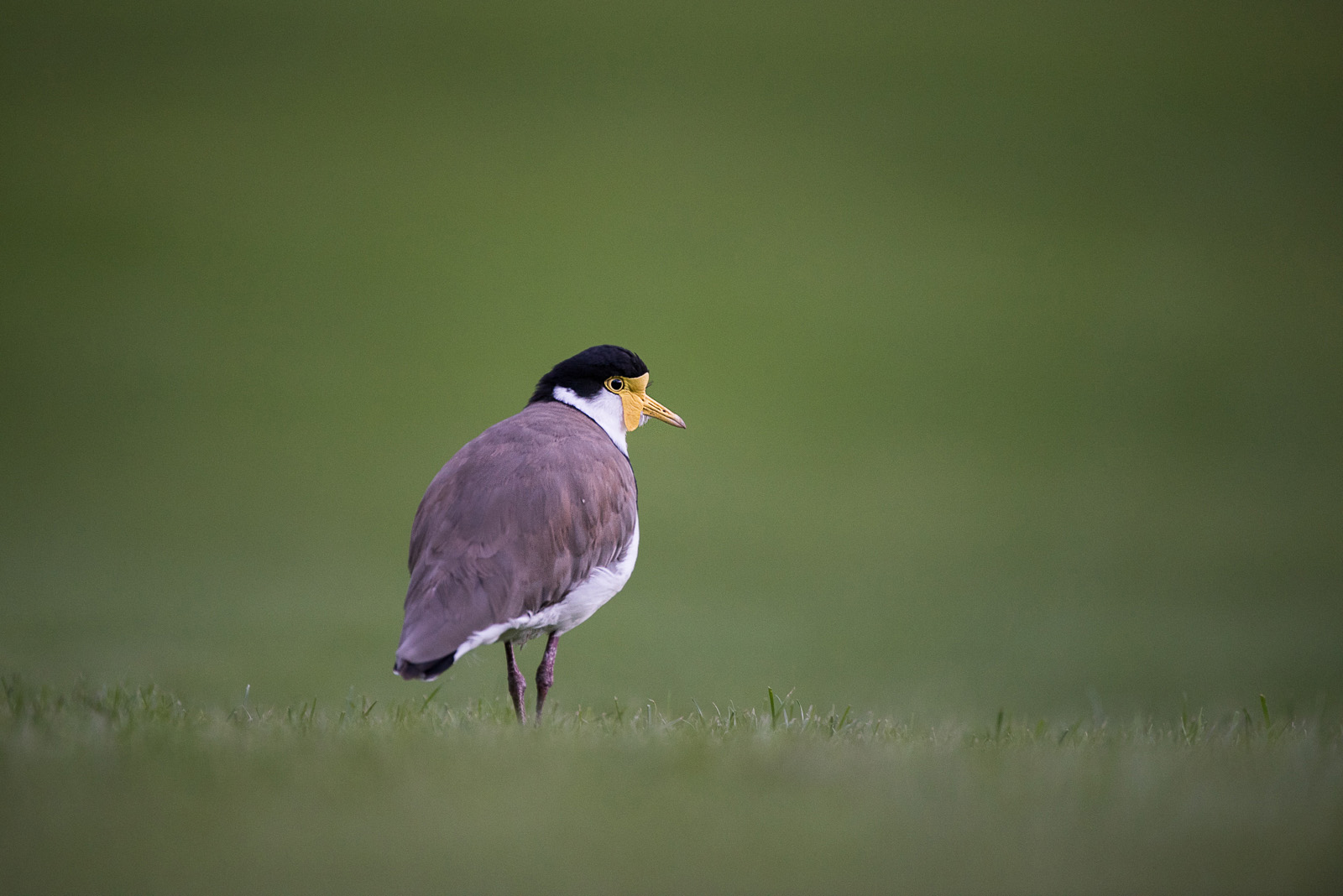 Wattled Lapwing, Catarct Gorge, Lauceston, Tasmania, Australia
