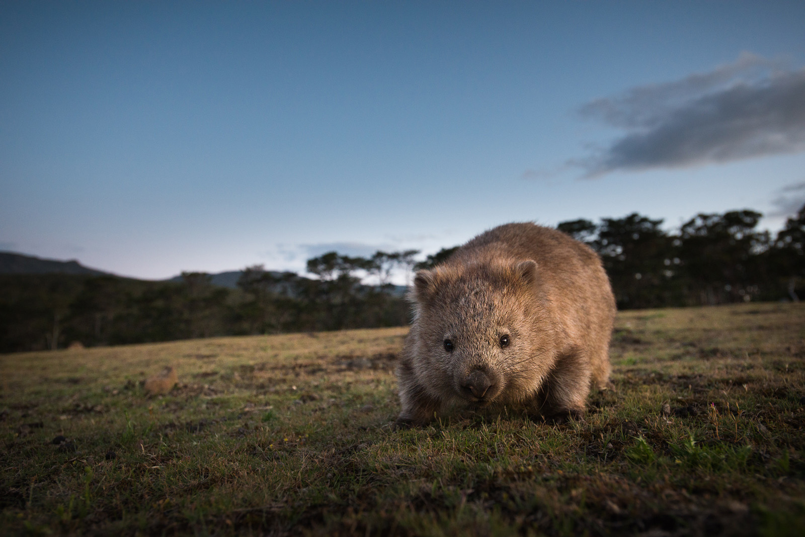 Wombat, Maria Island, Tasmania, Australia