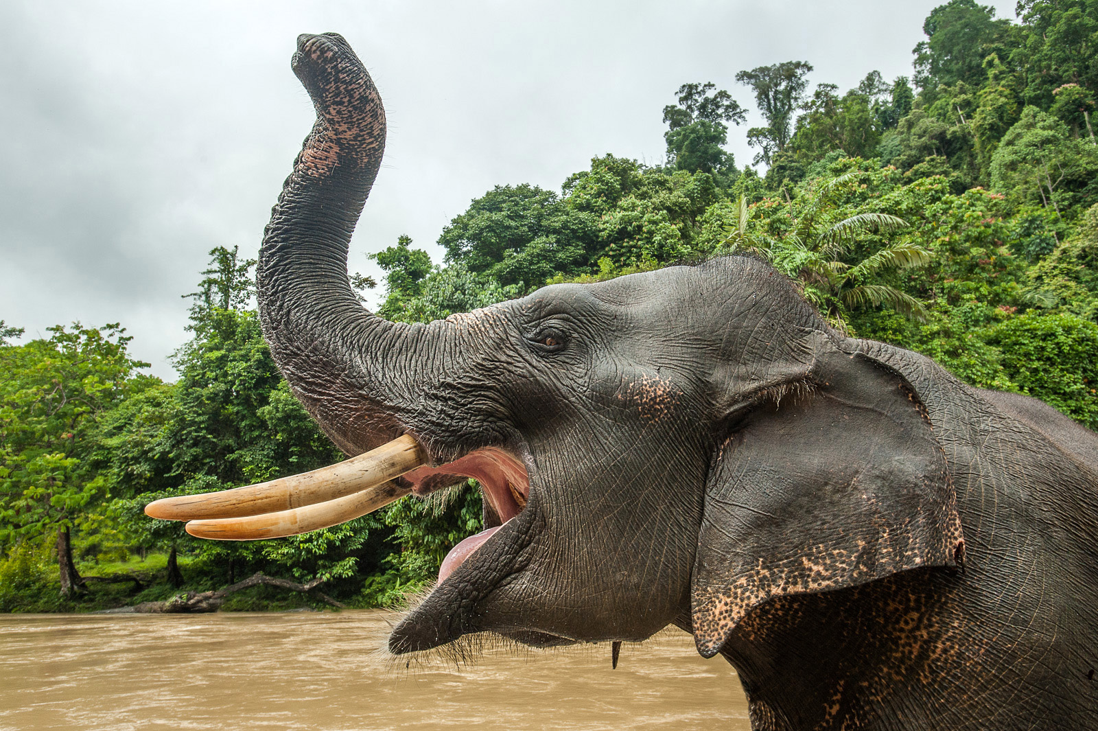 Asian Elephant, Tangkahan, Sumatra, Indonesia