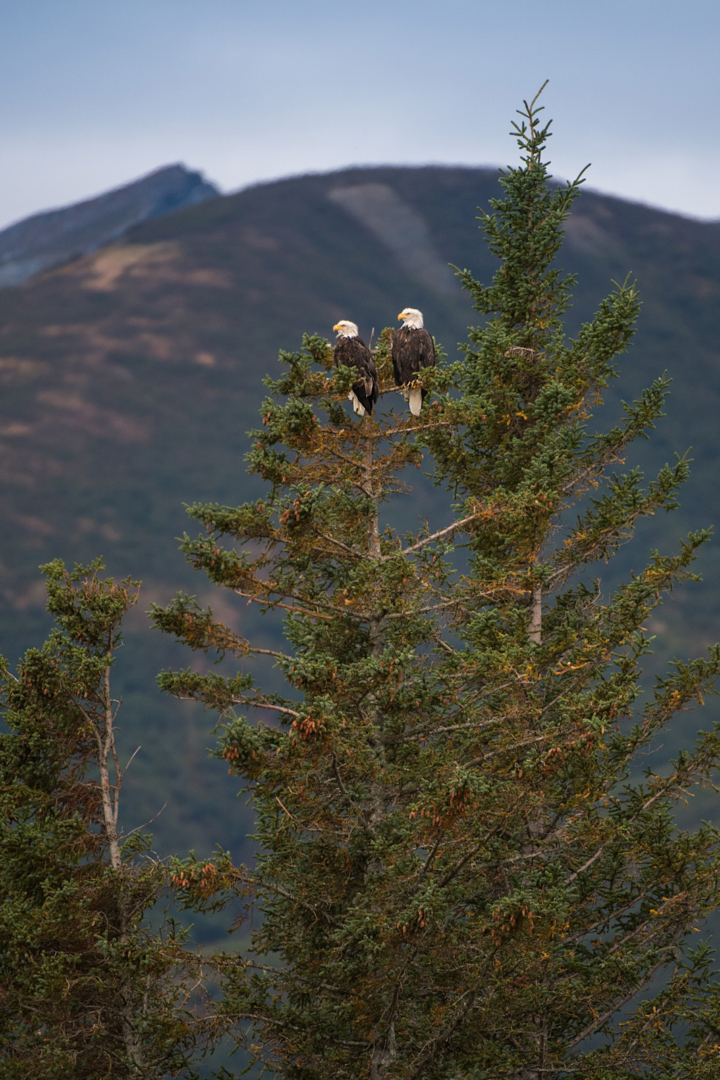 Bald Eagles, Lake Clark National Park, Alaska