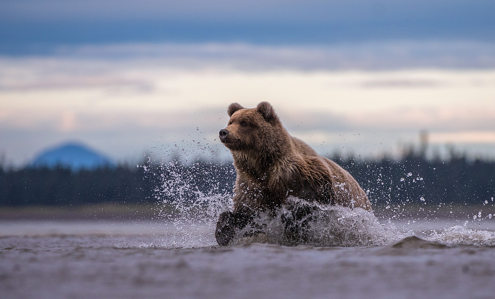 Coastal Brown Bear, Lake Clark National Park, Alaska