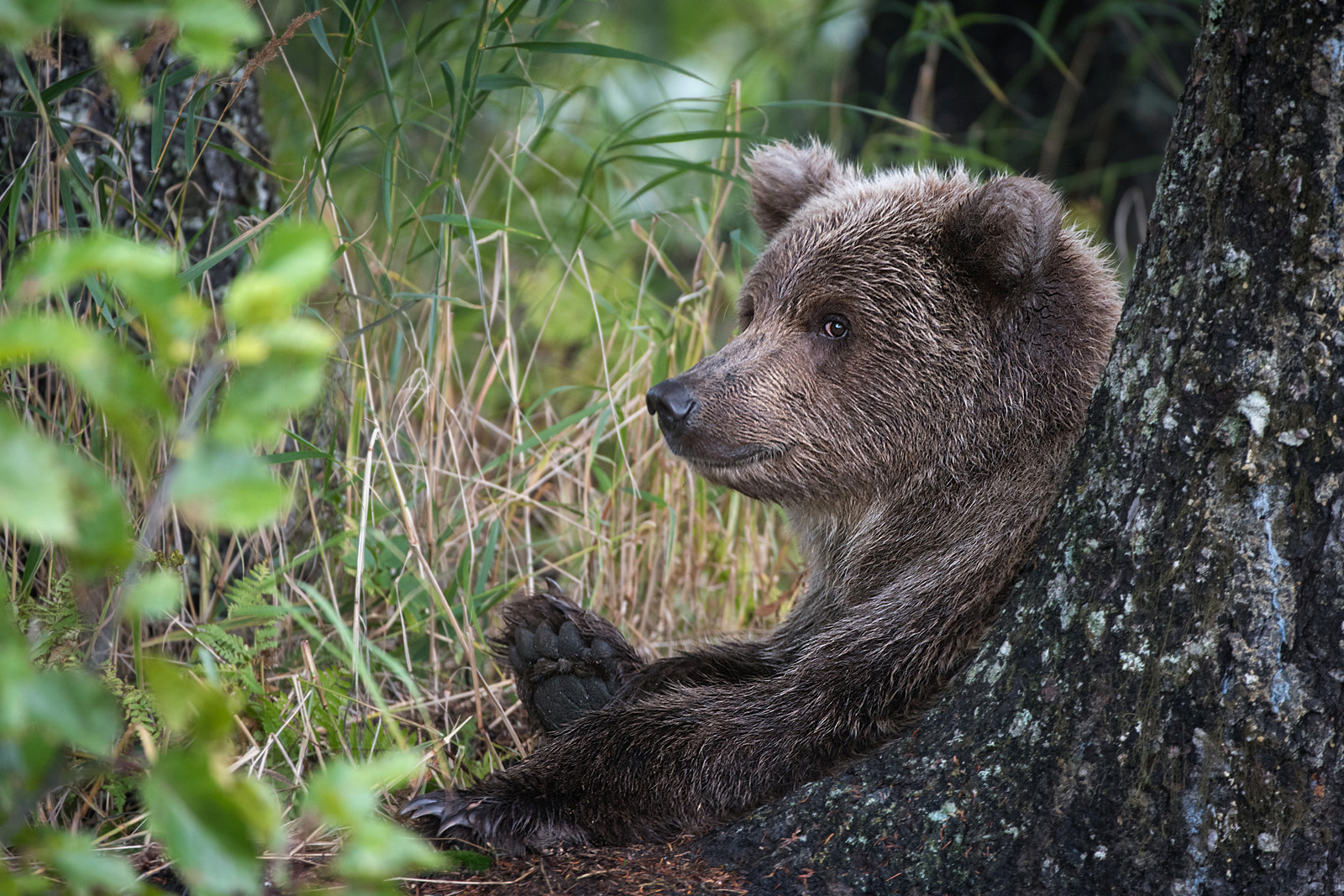 Adolescent Brown Bear, Lake Clark National Park, Alaska