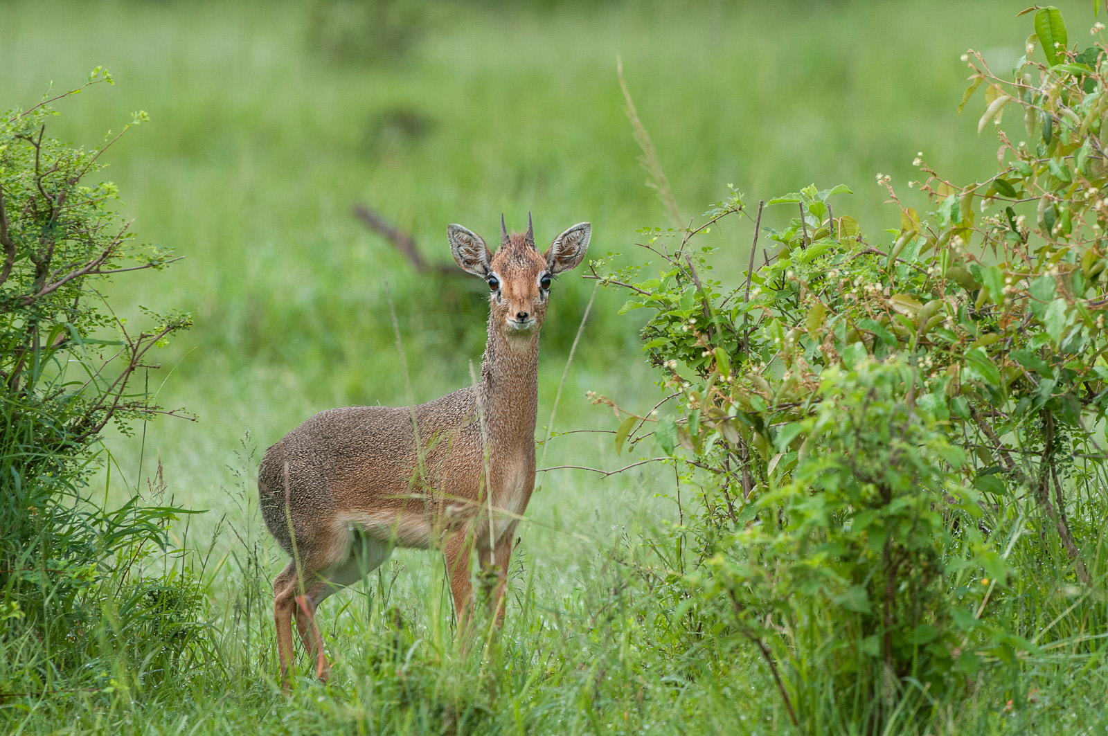 Dik Dik, Olare Orok Conservancy, Kenya