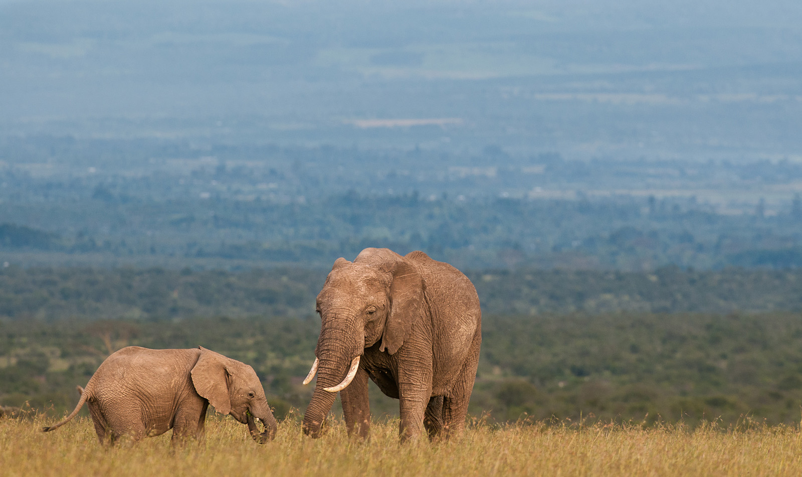 African Elephant Mother and Calf, Laikipia, Kenya