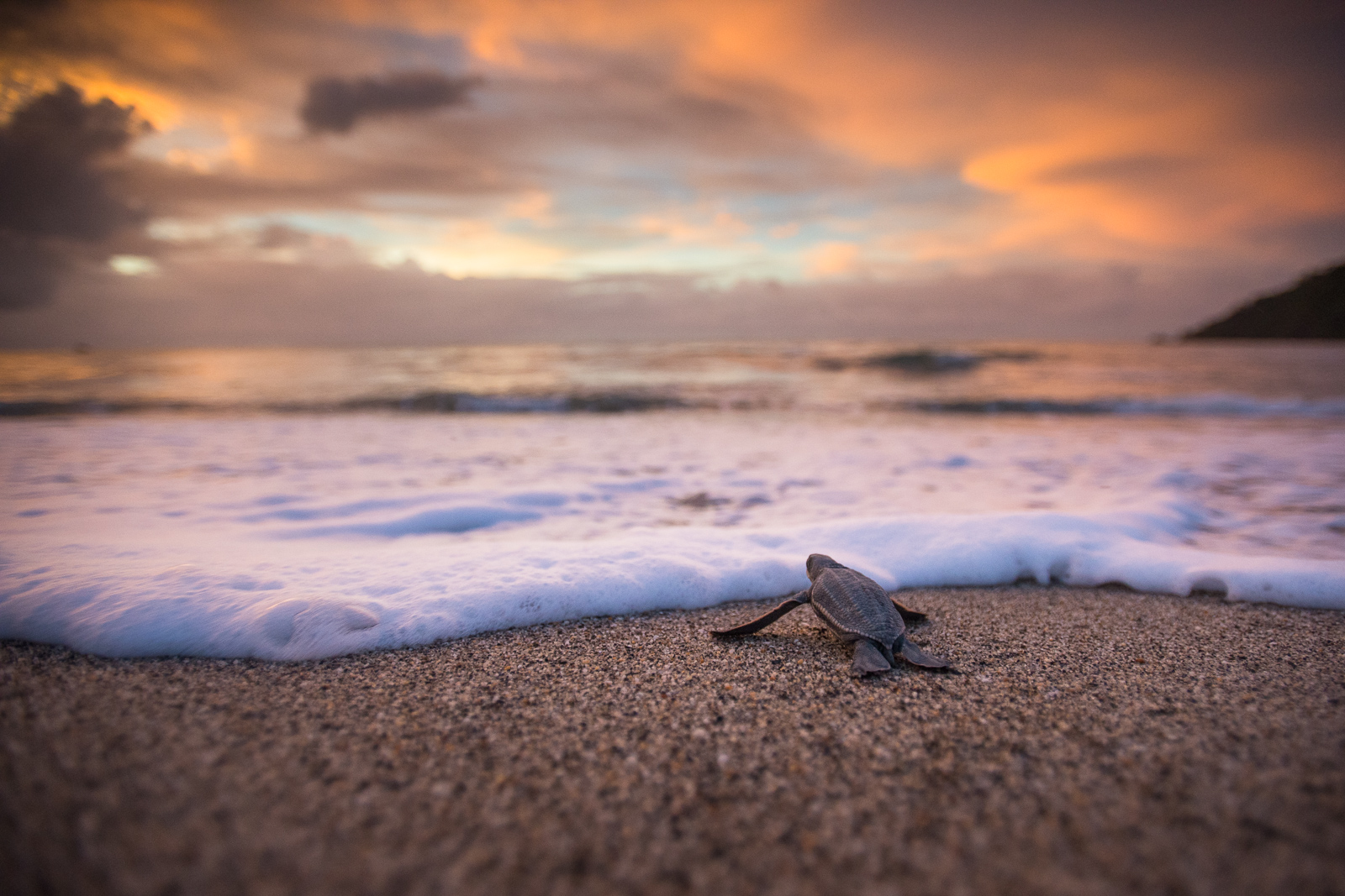 Leatherback Hatchling, Grande Riviere, Trinidad
