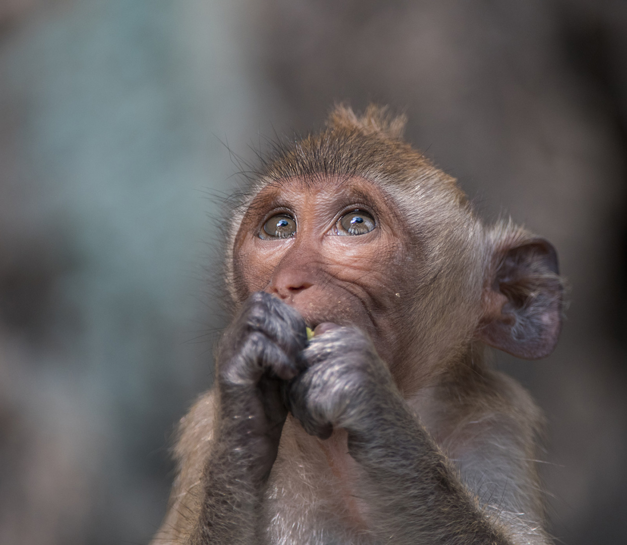 Baby Long-Tailed Macaque, Malay Peninsula, Thailand