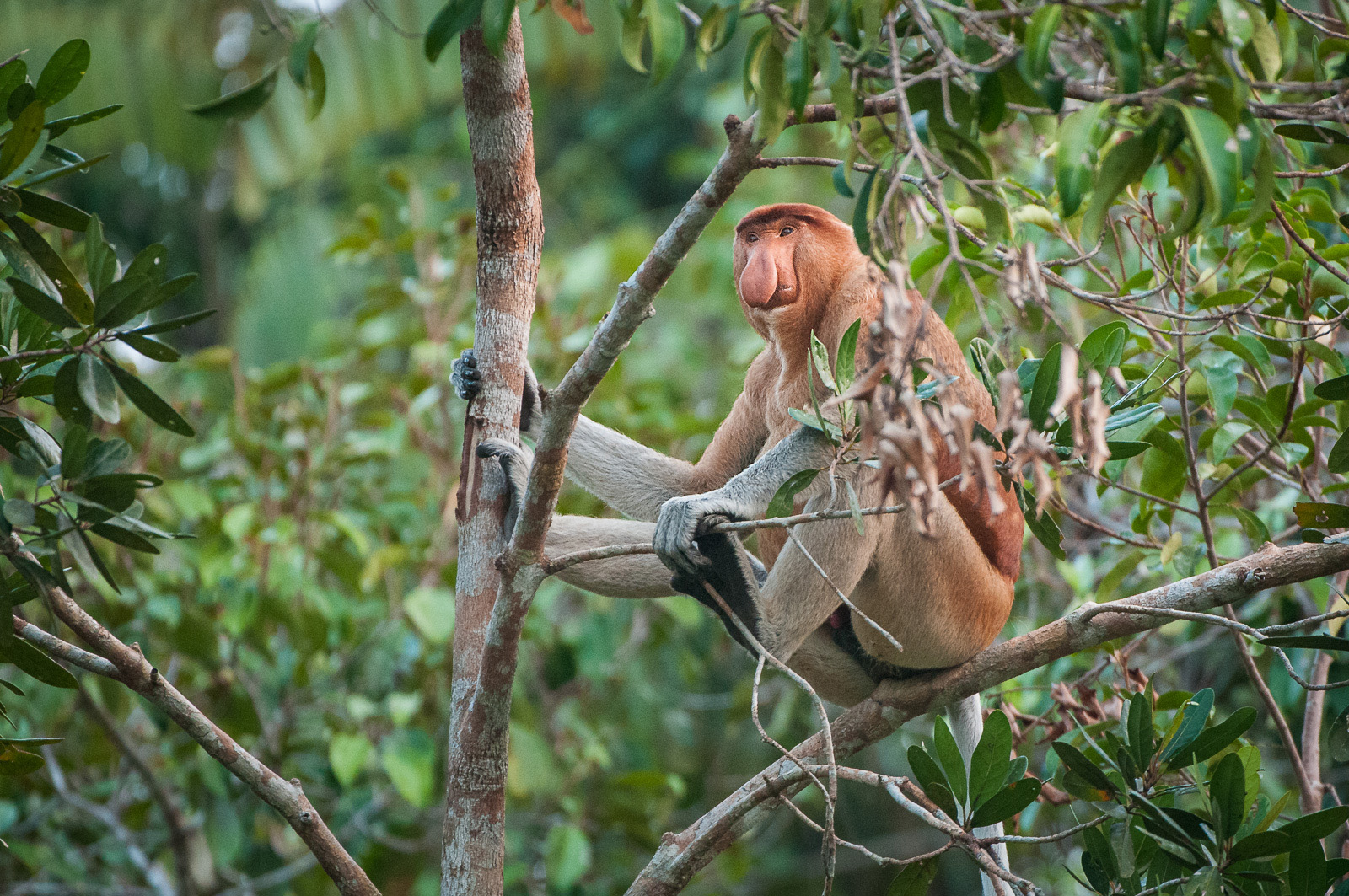 Male Proboscis Monkey, Tanjung Puting National Park, Indonesia