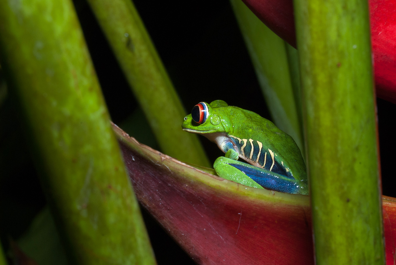 Red-Eyed Tree Frog, Tortuguero National Park, Costa Rica