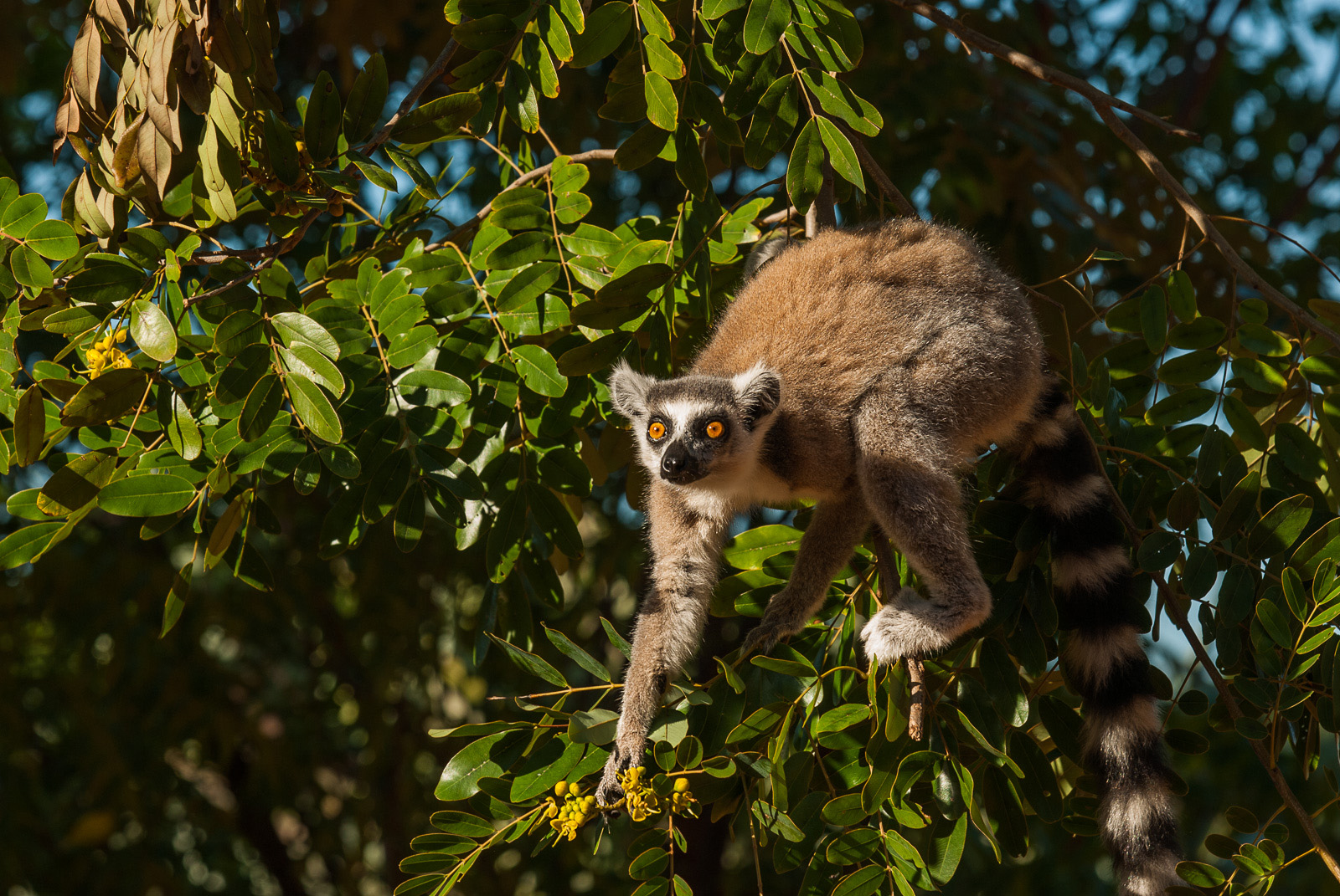 Ring Tailed Lemur, Berenty Reserve, Madagascar