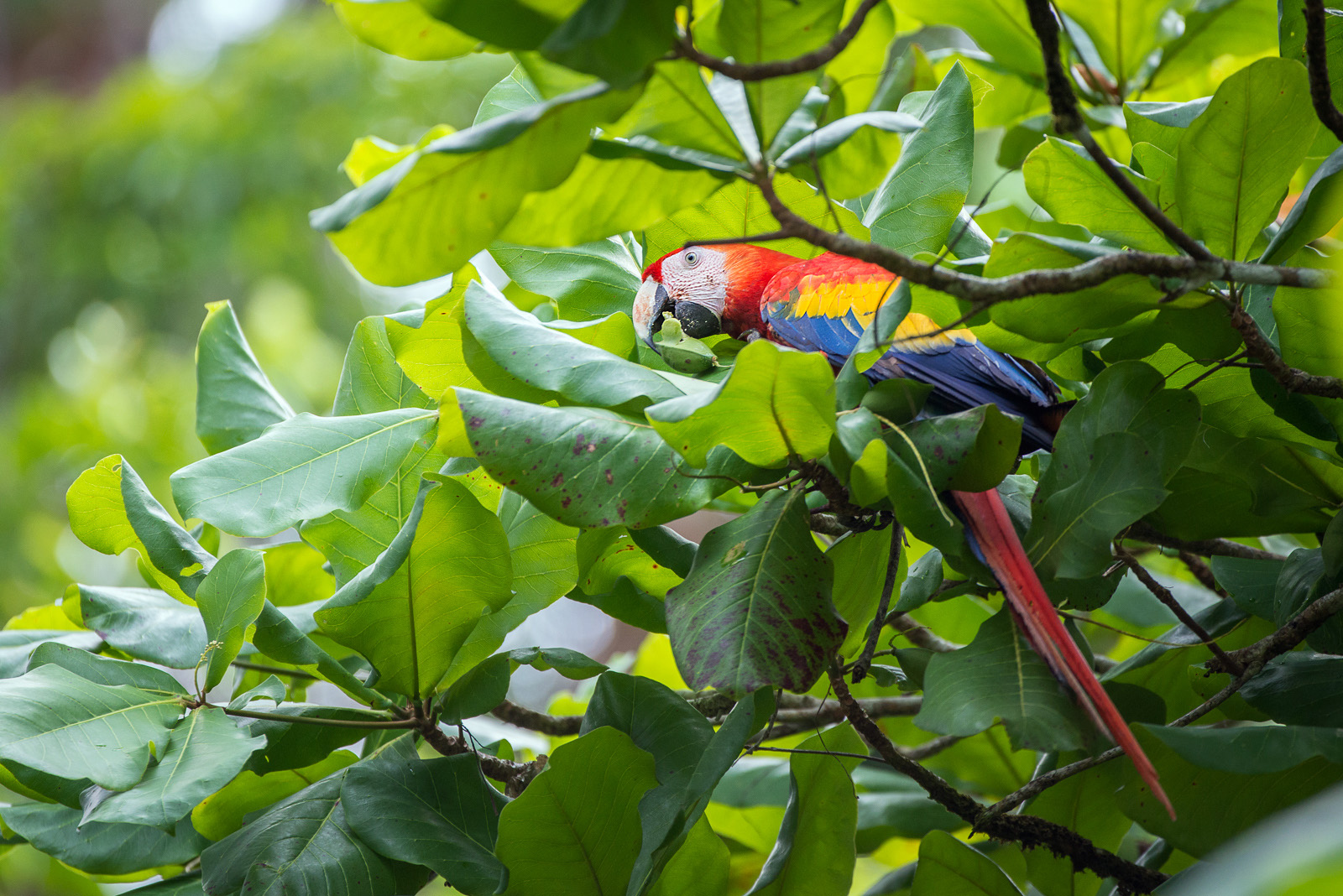 Scarlet Macaw, Drake Bay, Costa Rica