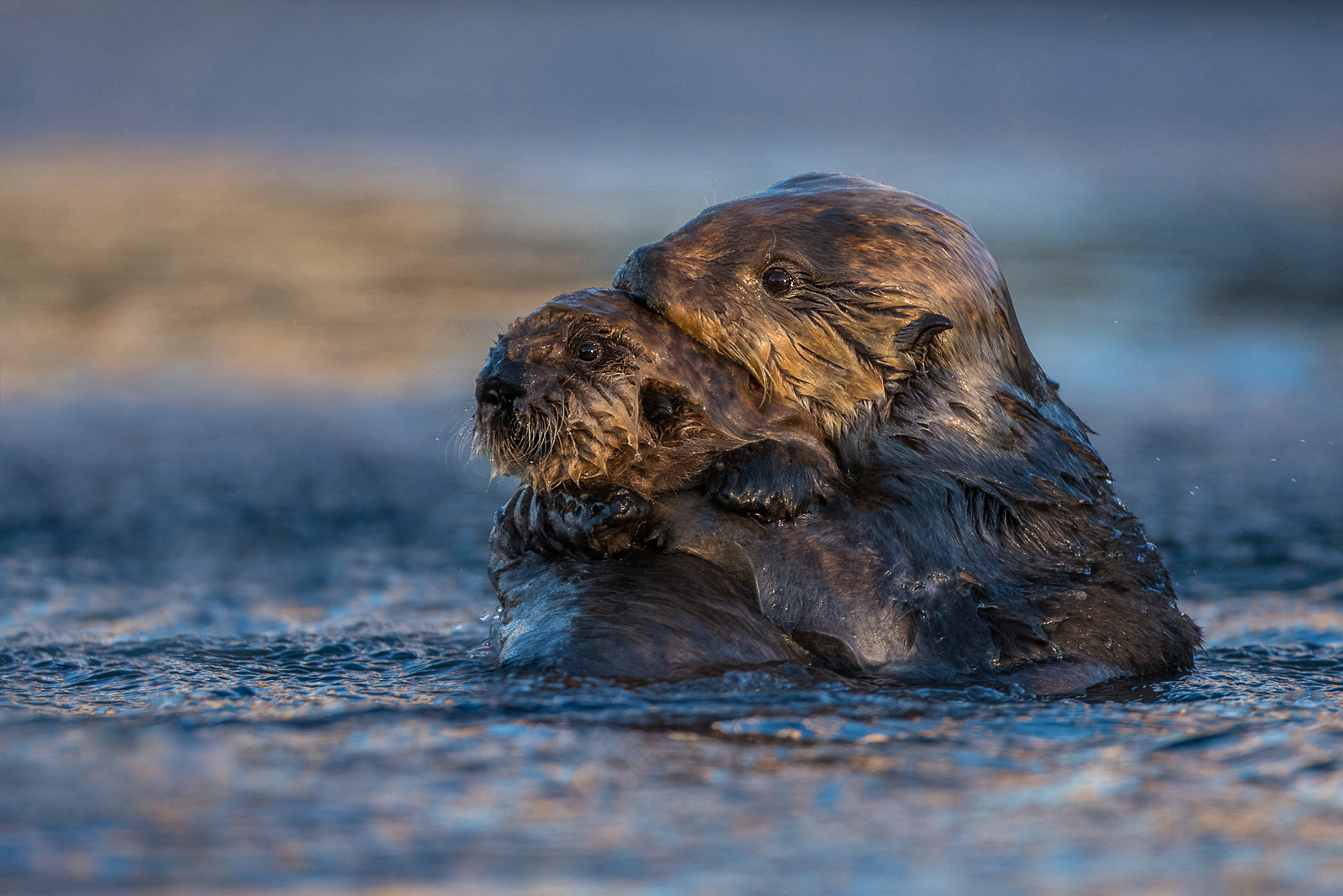 Sea Otter Mother with Pup, Morro Bay, California