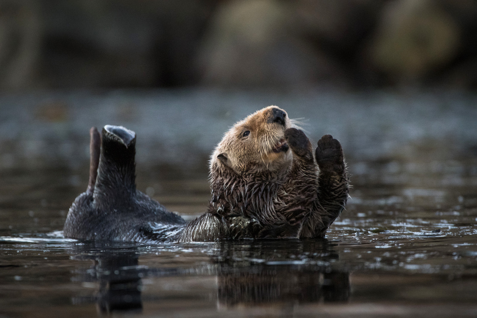 Sea Otter Stretch, Morro Bay, California