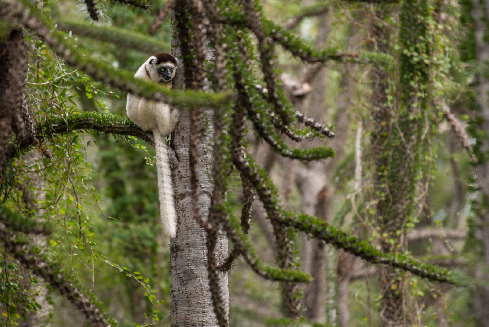 Verreaux's Sifaka, Berenty Reserve, Madagascar