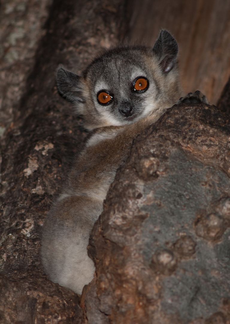 White-Footed Sportive Lemur, Berenty Reserve, Madagascar