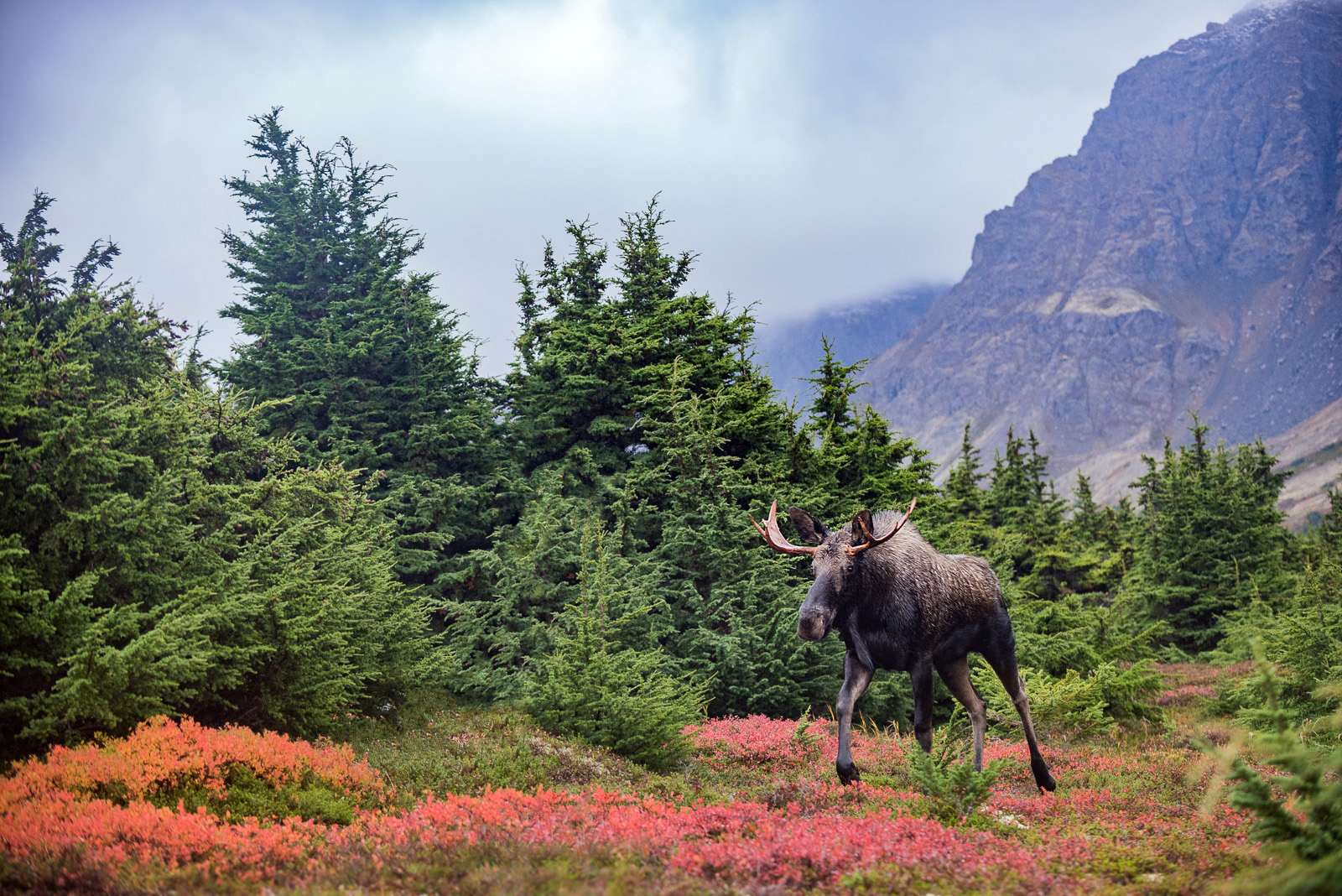 Young Bull Moose, Chugach State Park, Alaska